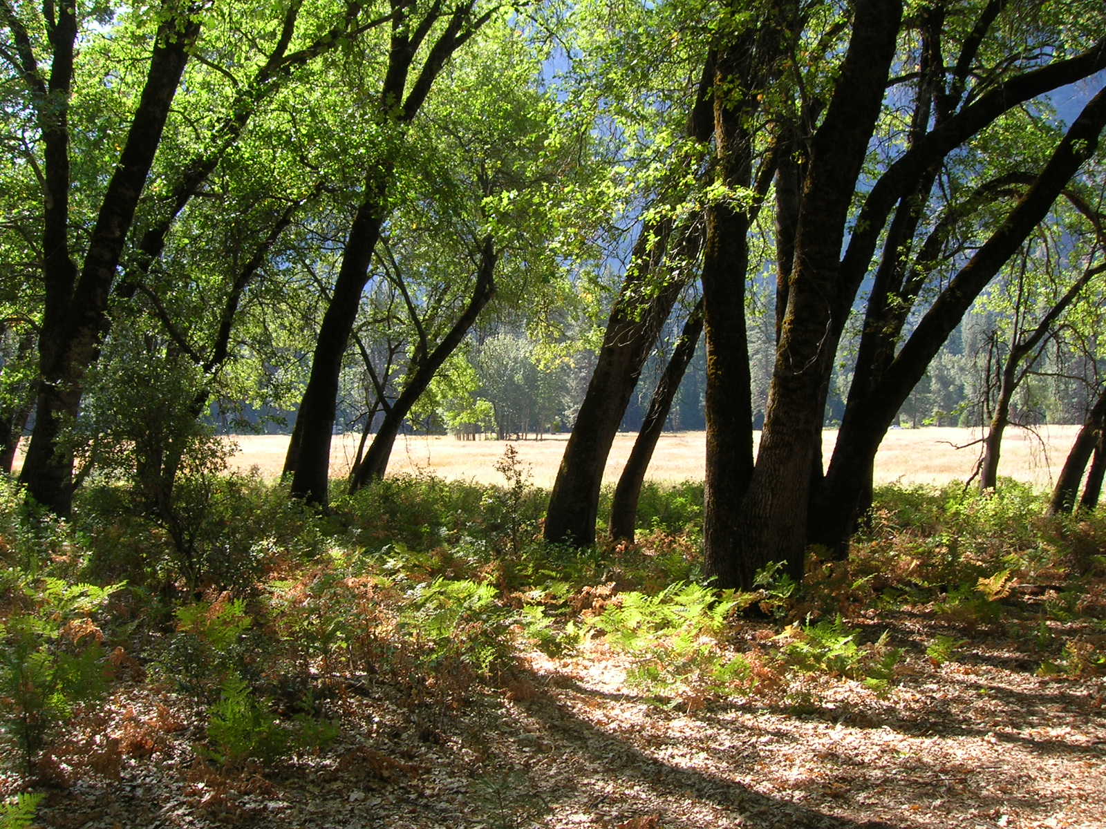 back trunks and golden fields